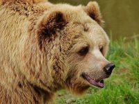 В Якутии ищут геолога, которого утащил в лес медведь
